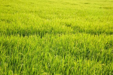 fresh green rice tree in country Thailand
