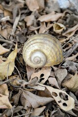 Channeled applesnail on the ground - Pomacea canaliculata