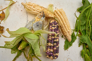 maíz morado orgánico , nativo, criollo y cuitlacoche 