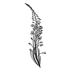 Fireweed,  willowherb, bombweed. Chamaenerion angustifolium flower with leaves and buds. Black on white background drawing in engraving vintage style. Botanical hand drawn illustration