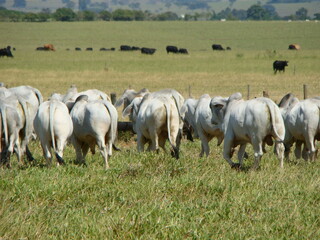 Obraz premium Touros brahman