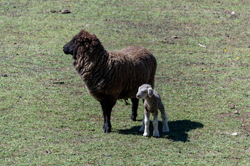 Fototapeta premium baby sheep with their mother