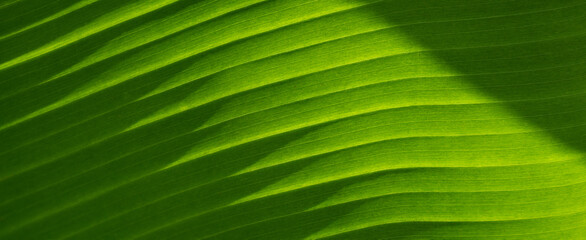 Texture of green leaves of a banana palm. Background of exotic leaves, close-up. Banner, copy space.