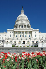 US Capitol Building and tulips in springtime - Washington DC United States