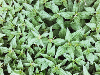 Beautiful background of medicated nettle with a matte effect. View from above