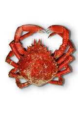 galician spider crab cooked on white background