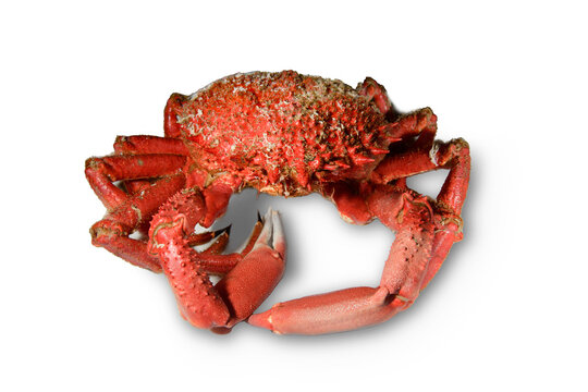 galician spider crab cooked on white background