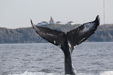 Whale's Tail at Bonavista Lighthouse © Lee