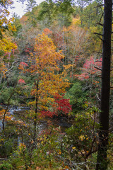 Naklejka premium Tall trees with yellow fall foliage in a forest