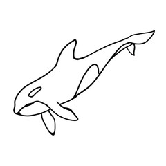 Orca in doodle style. Isolated vector.