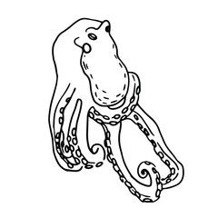 Octopus in doodle style. Isolated vector.