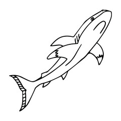 Shark in doodle style. Isolated vector.