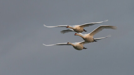 Three mute swans (Cygnus olor) fly in formation against a blue sky
