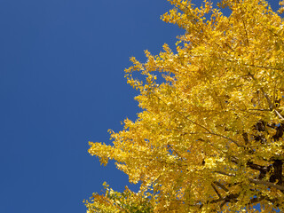 黄葉したイチョウの木
