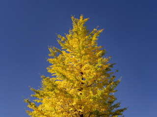 黄葉したイチョウの木
