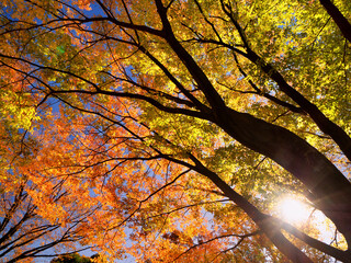 紅葉したケヤキの木