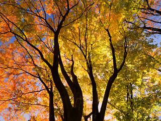 紅葉したケヤキの木