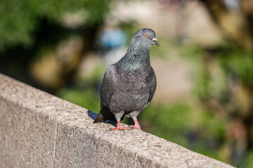 pigeon sitting on the stone