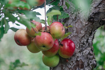 Tasty apples in a tree