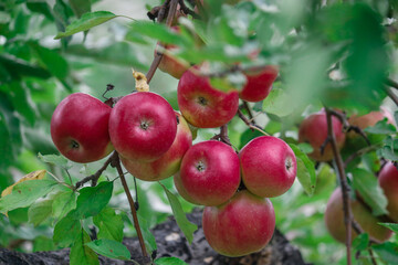 A bunch of apples in a tree 