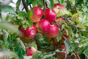 Red apples in a tree