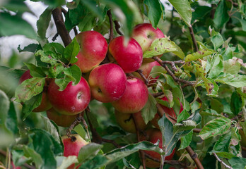 Apples in a tree