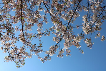 旭川さくらみちの桜並木
