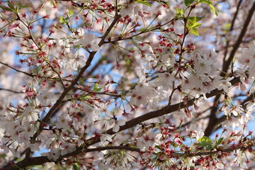 旭川さくらみちの桜並木