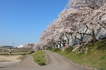 旭川さくらみちの桜並木