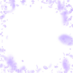 Violet flower petals falling down. Immaculate roma