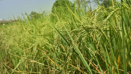 Beautiful green grains in paddy field, India. Selective focus on green rice. Agriculture concept