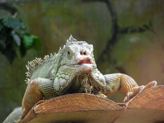 Iguana