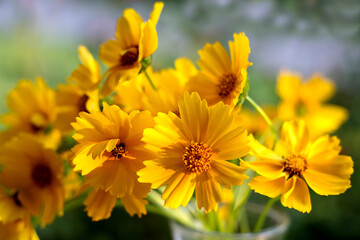 Bright yellow flowers daisies on natural background. Selective soft focus 