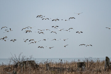 a flock of snow geese prepare to land at the edge of the wetland close by the river on an overcast day