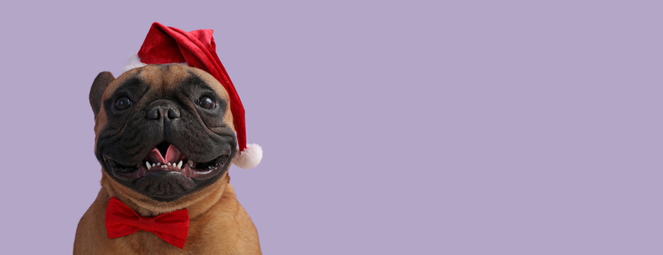 Cute dog in Santa Claus hat on color background with space for text