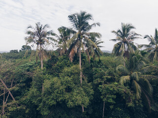 Fototapeta na wymiar Aerial view tropical coconut forest with tree