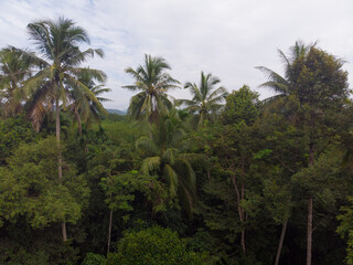 Fototapeta na wymiar Aerial view tropical coconut forest with tree