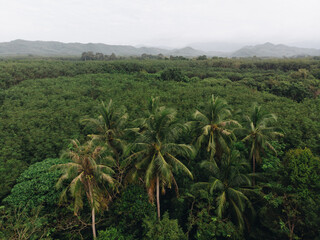 Obraz na płótnie Canvas Aerial view tropical coconut forest with tree