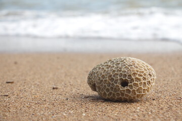 Corals lying on the beach, corals and sand.