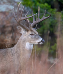 White-tailed Deer Buck