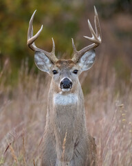 White-tailed Deer Buck