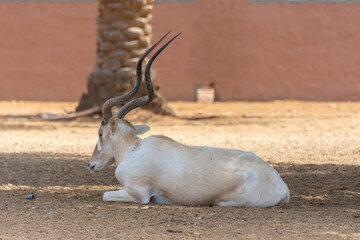 white antelope