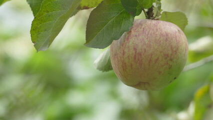 Sweet and organic plums grown at Fu Shou Shan Farm mountain in Taiwan