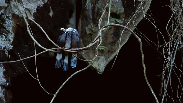 Amazing footage of Hornbills birds stand up on a liana in the Borneo rain forest, a couple and a young looking around them.