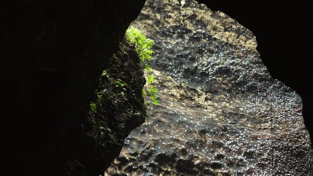 Close up of in natural cave with bats go out and go outside the hole, very speedy in Malaysia.