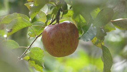 Sweet and organic plums grown at Fu Shou Shan Farm mountain in Taiwan