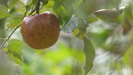 Sweet and organic plums grown at Fu Shou Shan Farm mountain in Taiwan
