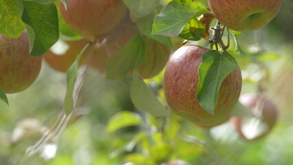 Sweet and organic plums grown at Fu Shou Shan Farm mountain in Taiwan