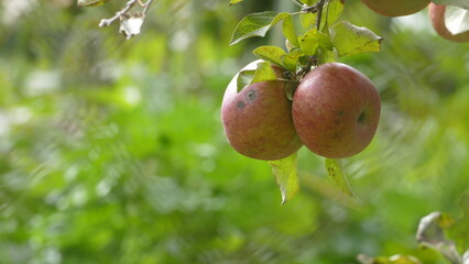 Sweet and organic plums grown at Fu Shou Shan Farm mountain in Taiwan