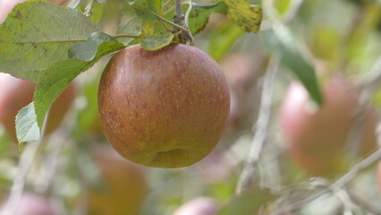Sweet and organic plums grown at Fu Shou Shan Farm mountain in Taiwan